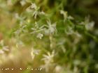 phymatidium falcifolium