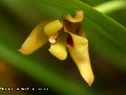 maxillaria variabilis