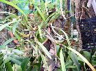  plant de maxillaria variabilis