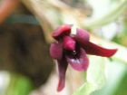 détail de la fleur de maxillaria variabilis