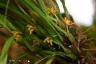 maxillaria variabilis