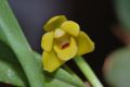 Maxillaria variabilis