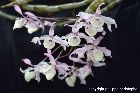 Dendrobium tortile