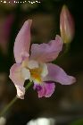 laelia crawshayana