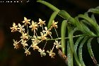 vanda lamellata