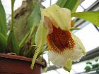 coelogyne speciosa