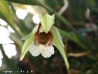 coelogyne speciosa