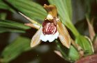 Coelogyne speciosa