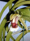 Coelogyne speciosa