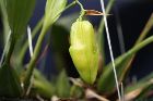 Coelogyne speciosa