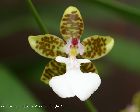 oncidium leucochilum