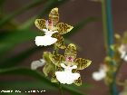 oncidium leucochilum