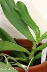 Aerangis articulata : tige et feuilles