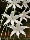 A. articulata : inflorescence