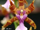 miltonia clowesii