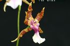 miltonia clowesii