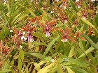 miltonia clowesii