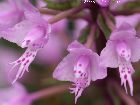 stenoglottis longifolia