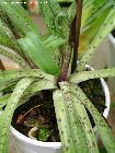 S. longifolia : feuillage