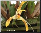 maxillaria triloris