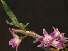 dendrobium victoriae-reginae