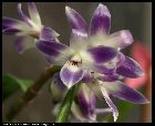 dendrobium victoriae-reginae