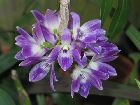 Dendrobium victoriae-reginae