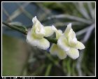taeniophyllum pusillum