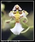 miltonia phymatochila