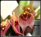 masdevallia angulata