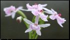 epidendrum calanthum