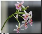 epidendrum calanthum