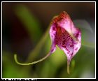 masdevallia chaparensis