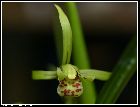 cymbidium kanran