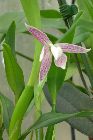 encyclia garciana