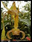 bulbophyllum lobbii