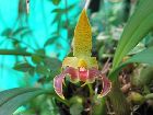 Bulbophyllum lobbii