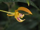 Bulbophyllum dearei