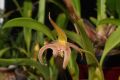 Bulbophyllum lobbii