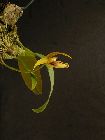 bulbophyllum lobbii