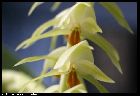 dendrochilum magnum