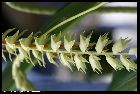 dendrochilum magnum