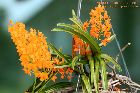 Ascocentrum miniatum