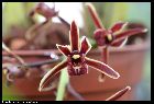 cymbidium bicolor