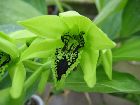 coelogyne pandurata