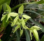 Coelogyne pandurata