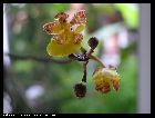 trichocentrum cebolleta