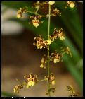 T. cebolleta (oncidium longifolium)