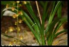 T. cebolleta (oncidium longifolium)