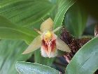 coelogyne fimbriata